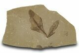Eocene Fossil Balloon Vine (Cardiospermum) Leaf - Utah #334313-1